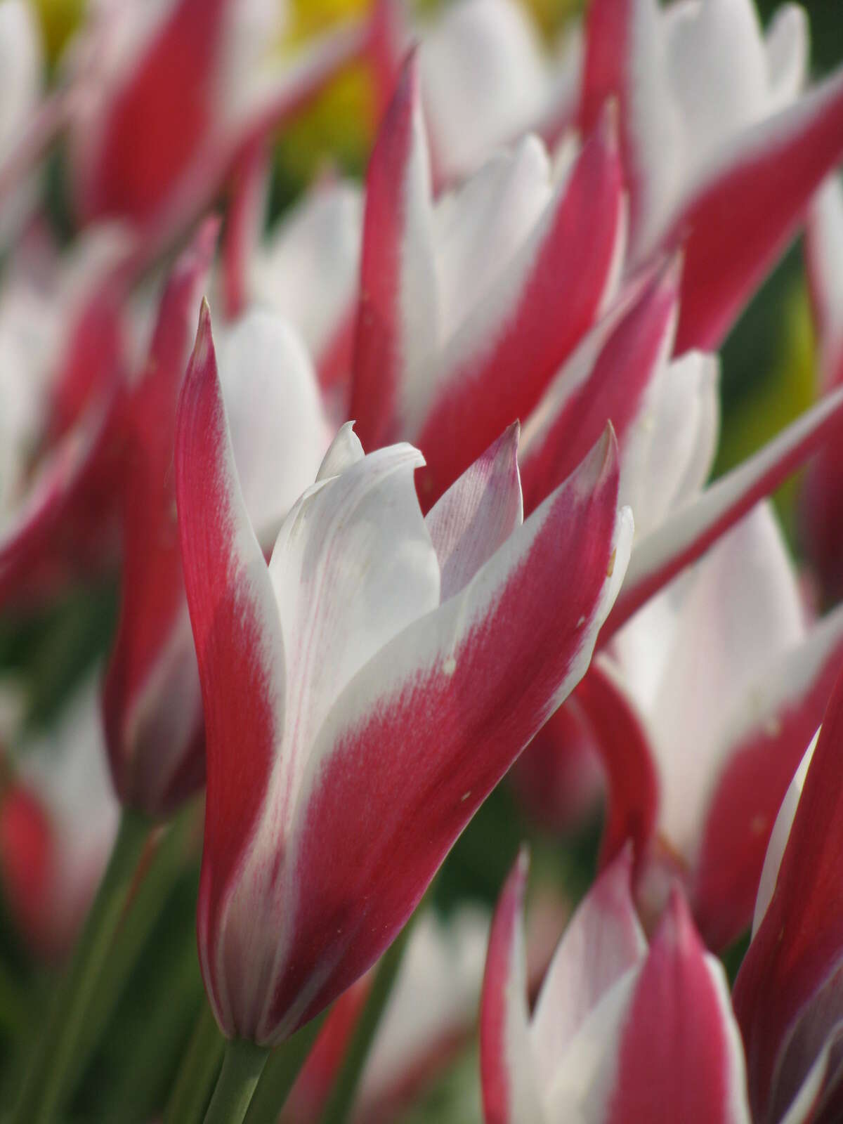 Image de Tulipa clusiana Redouté