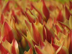 Image of lady tulip