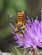 Image of Megachile melanopyga Costa 1863