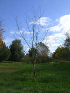 Image of Ulmus lamellosa C. Wang & S. L. Chang