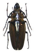 Image of croc beetles