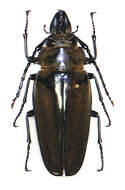 صورة Trictenotomidae