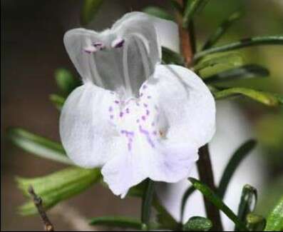 Image of Apalachicola false rosemary