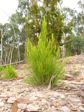 Image of Exocarpos cupressiformis Labill.