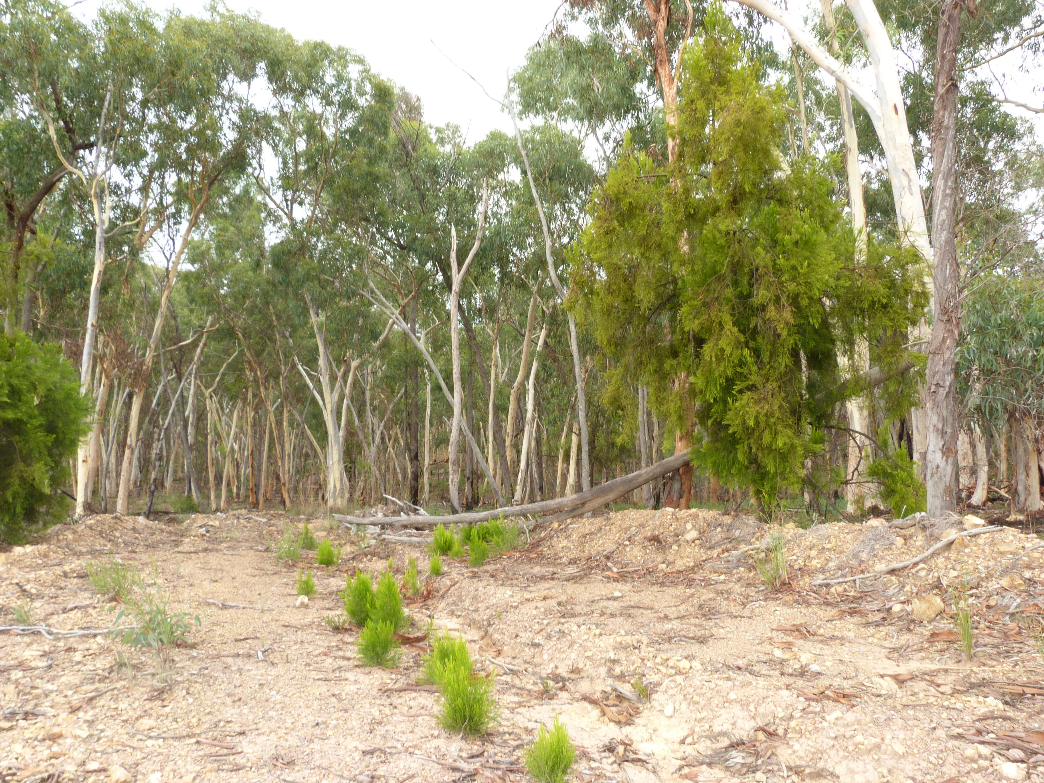 Image of Exocarpos cupressiformis Labill.