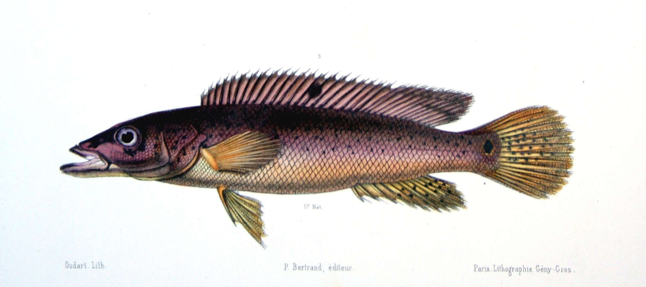 Image of Pike cichlid