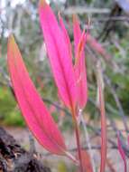 Image of Eucalyptus stenostoma L. A. S. Johnson & Blaxell