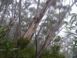 Image of Eucalyptus stenostoma L. A. S. Johnson & Blaxell