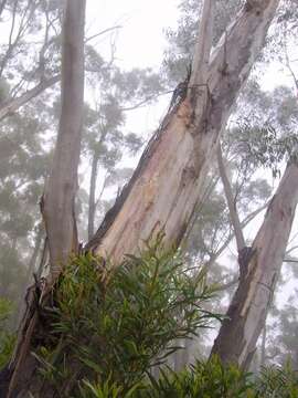 Image of Eucalyptus stenostoma L. A. S. Johnson & Blaxell