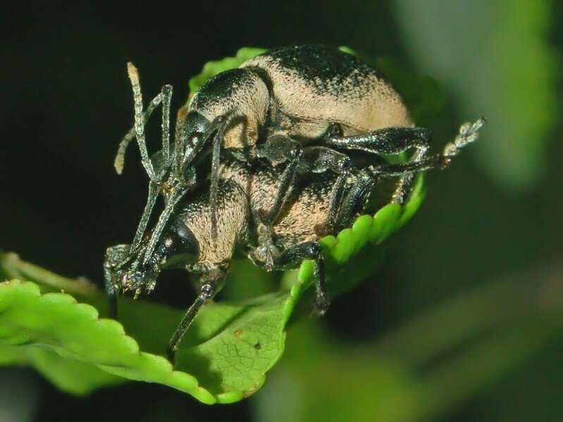 Otiorhynchus (Otiorhynchus) vehemens Boheman 1842 resmi