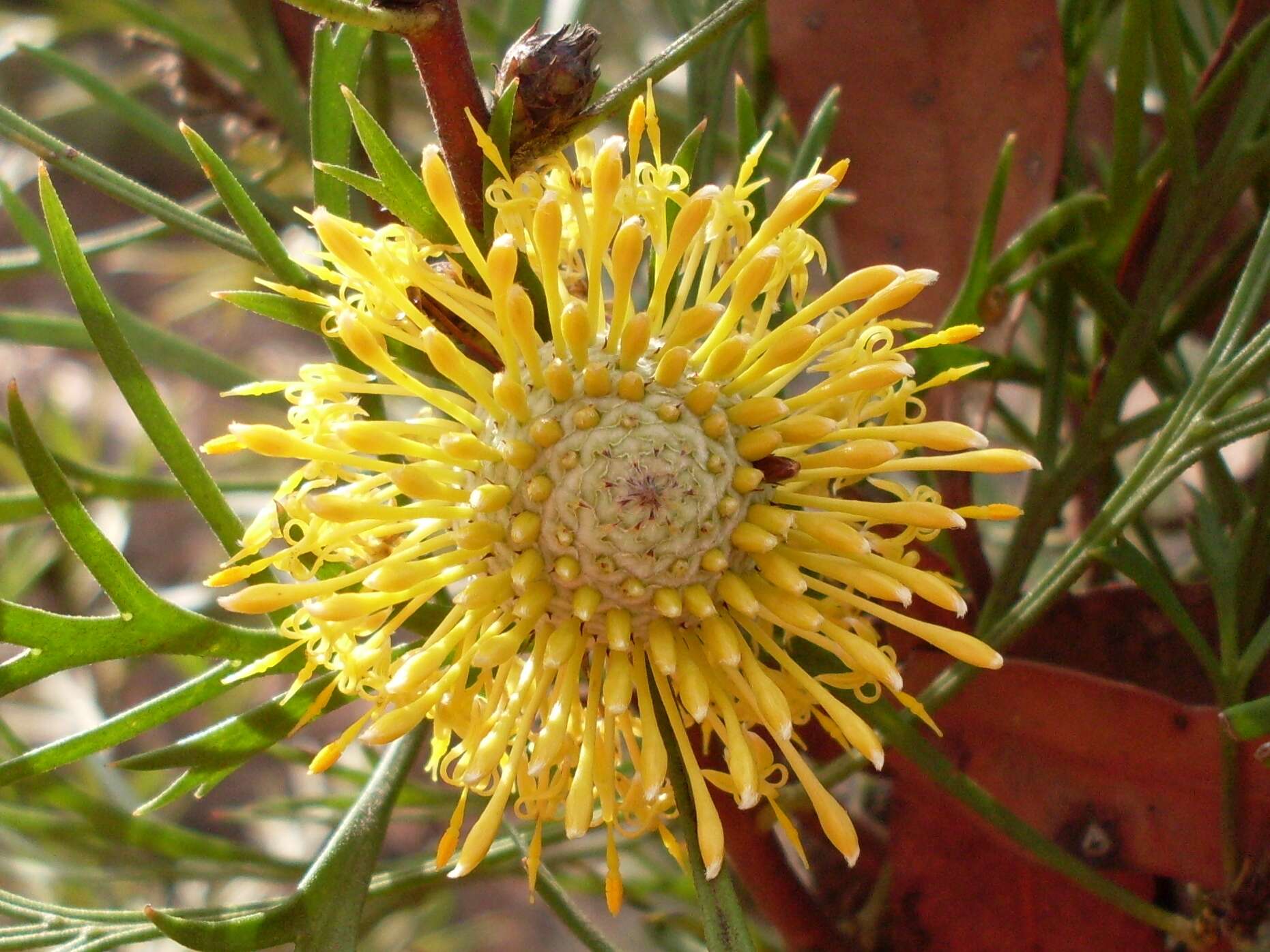 Image of Isopogon anemonifolius (Salisb.) Knight