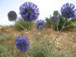 Image de Echinops adenocaulos Boiss.