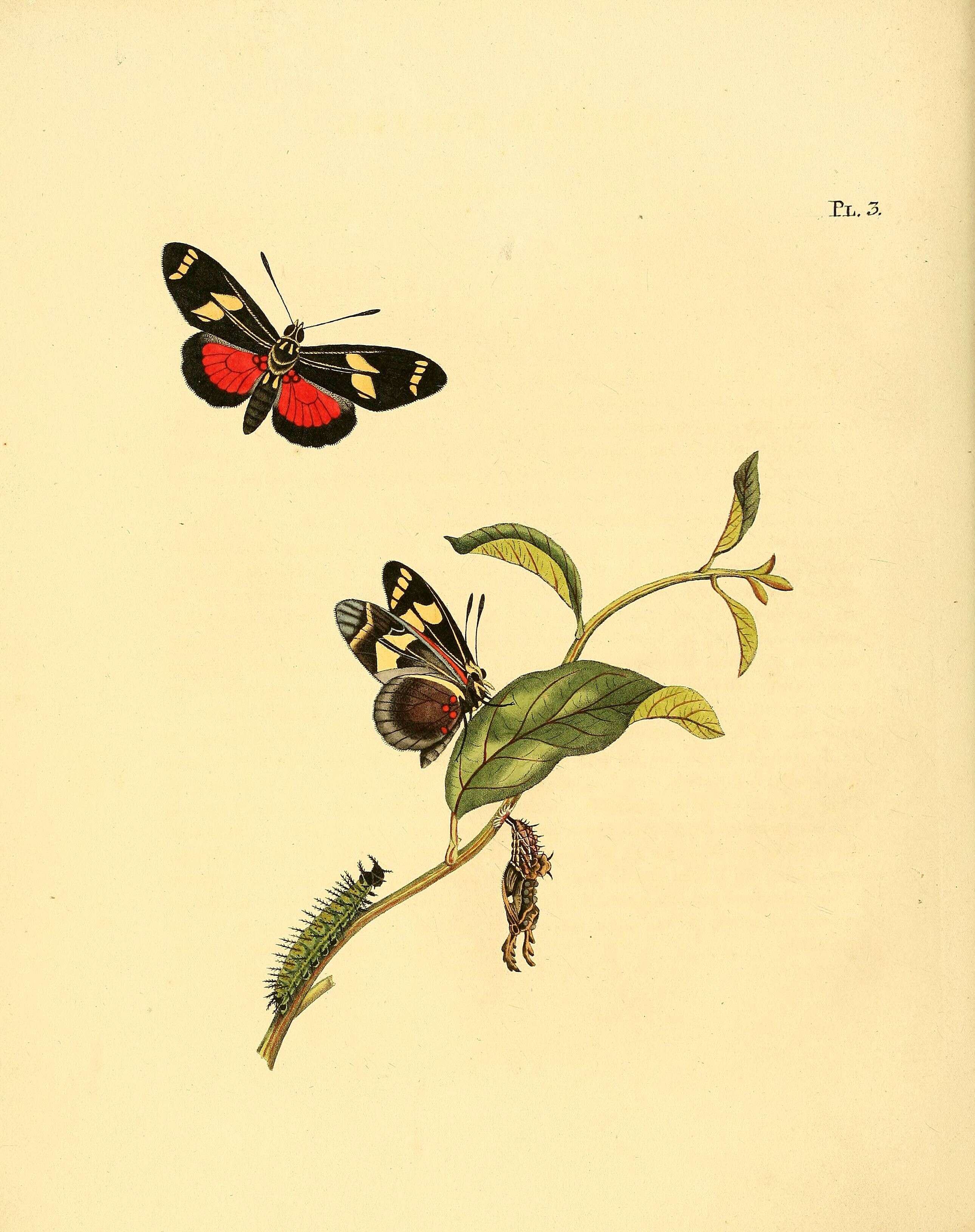 Image of Heliconius ricini Linnaeus 1758