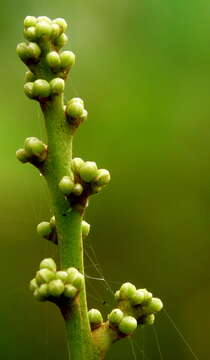 Image of Glycosmis pentaphylla (Retz.) Correa