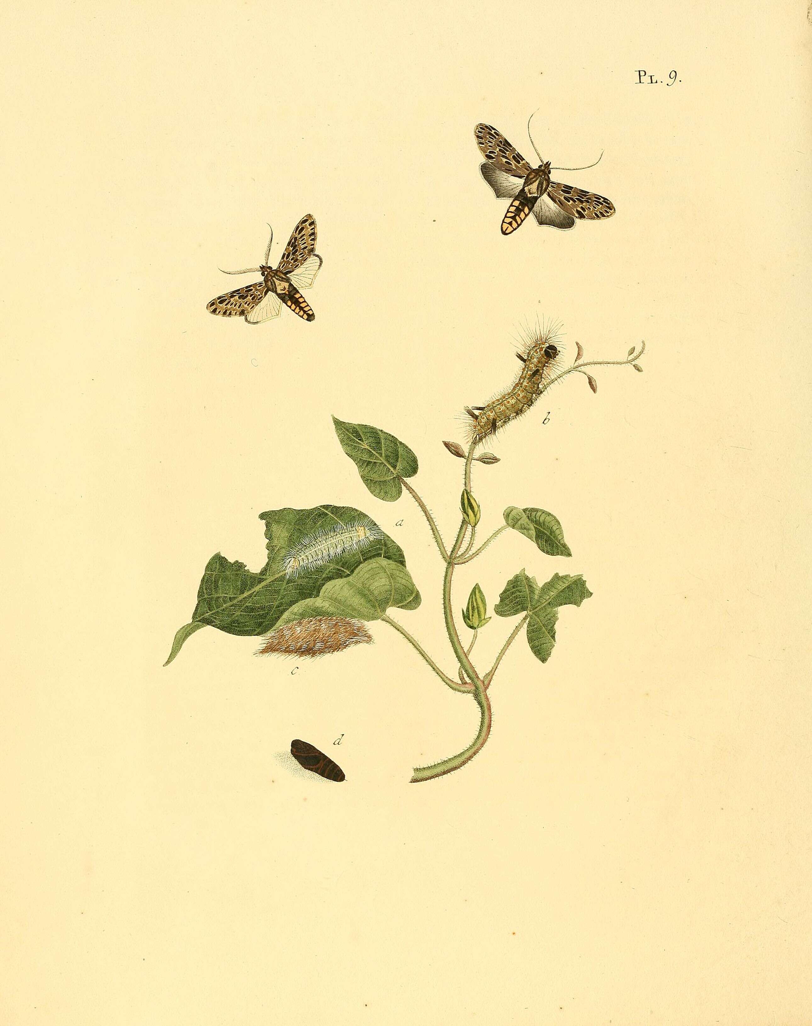 Image of Eucereon setosa Sepp 1848