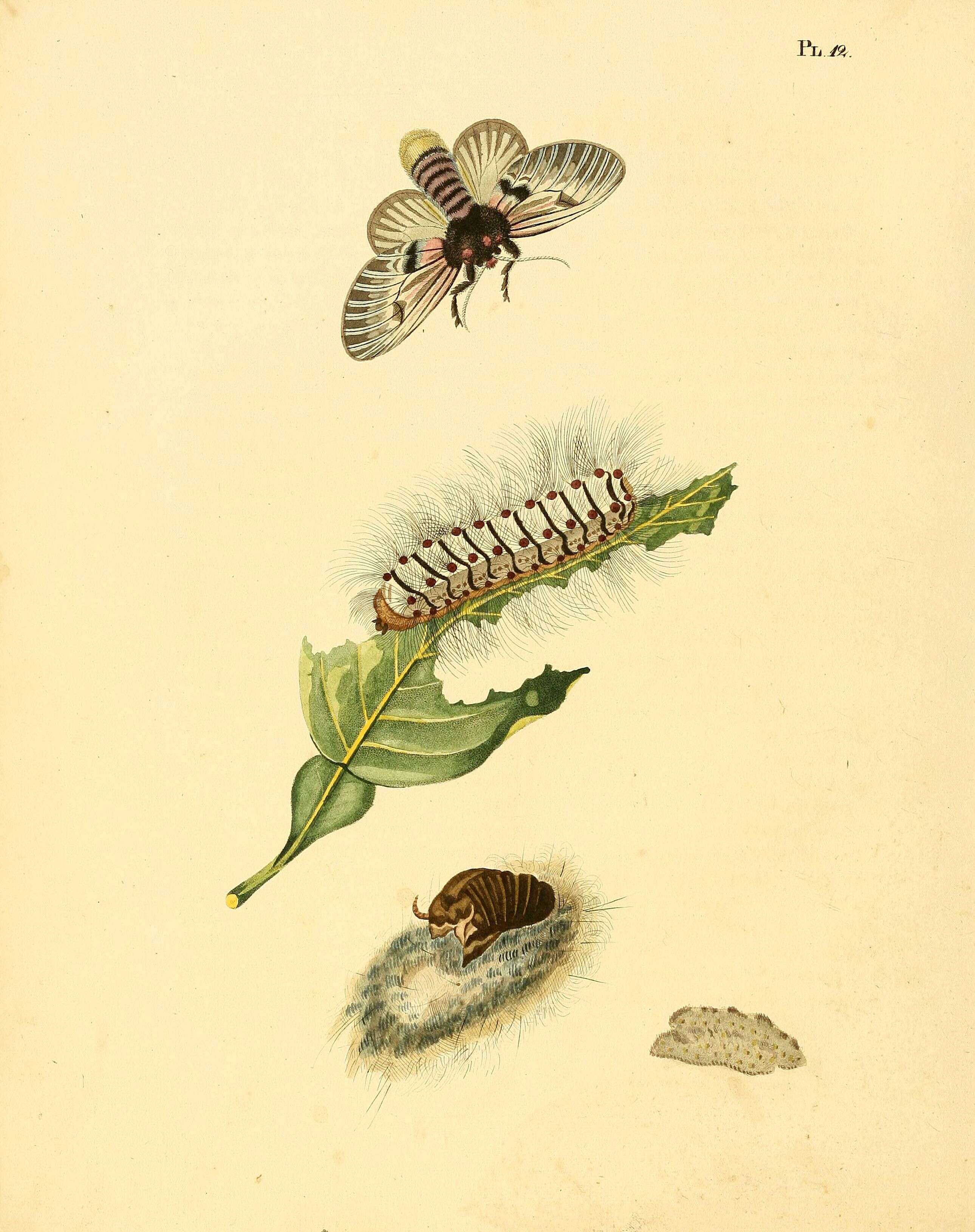 صورة Megalopyge lanata Stoll 1780