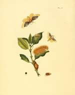 صورة Megalopyge xanthopasa Sepp 1828