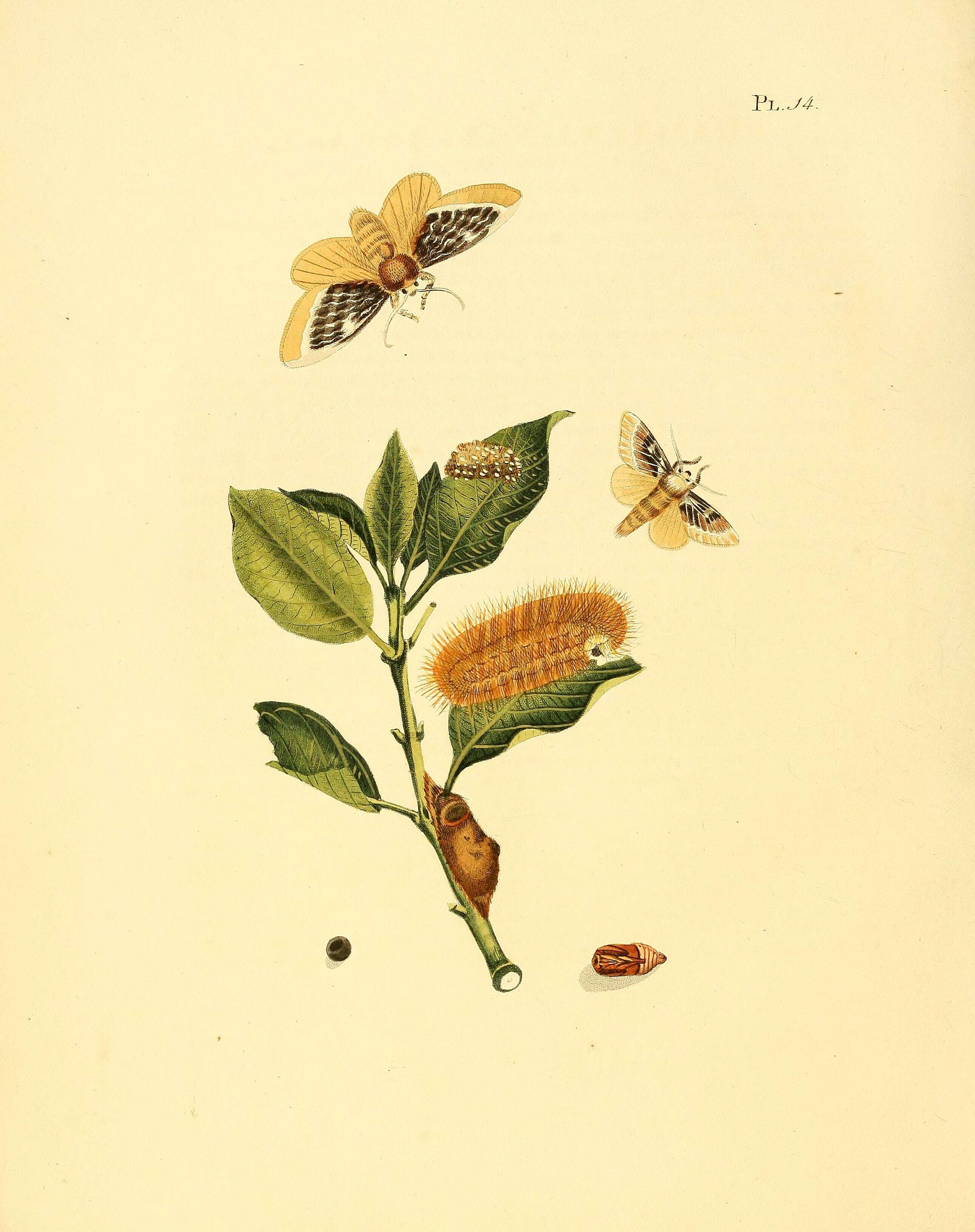 صورة Megalopyge xanthopasa Sepp 1828