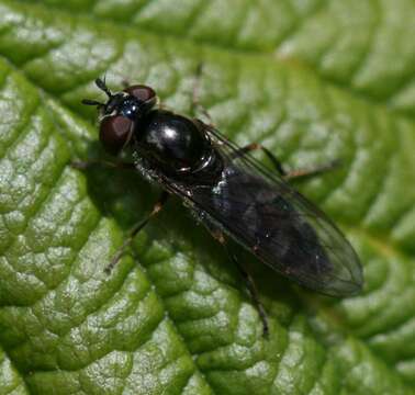 Image of <i>Platycheirus albimanus</i>