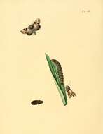 Image of Xanthopastis timais Cramer 1782