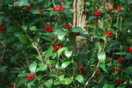 Imagem de Skimmia