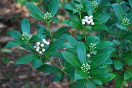 Image of Skimmia