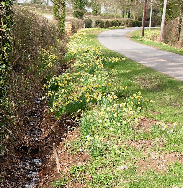 Image of daffodil