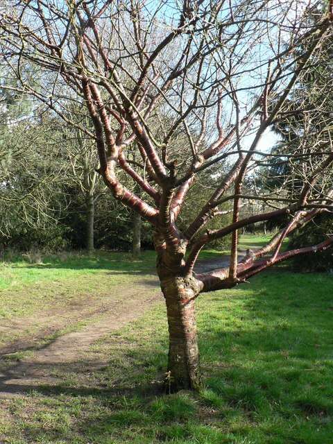 Image of Prunus serrula Franch.