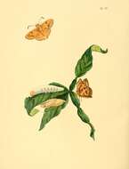 Image of Bungalotis quadratum Sepp 1848