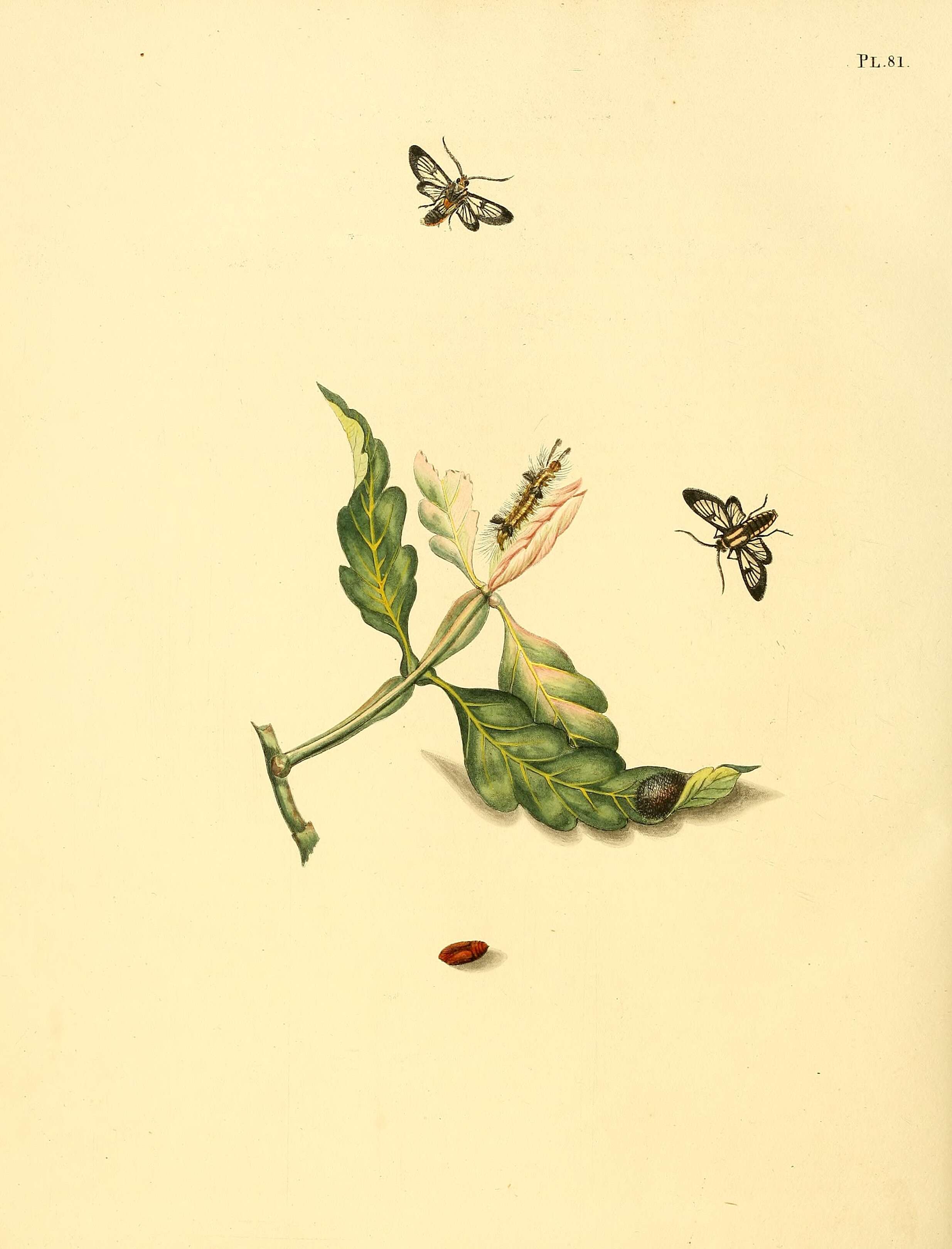 Image of Loxophlebia diaphana Sepp 1848