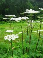 Plancia ëd Heracleum sphondylium subsp. montanum (Schleicher ex Gaudin) Briq.