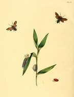 صورة Saurita cassandra Linnaeus 1758