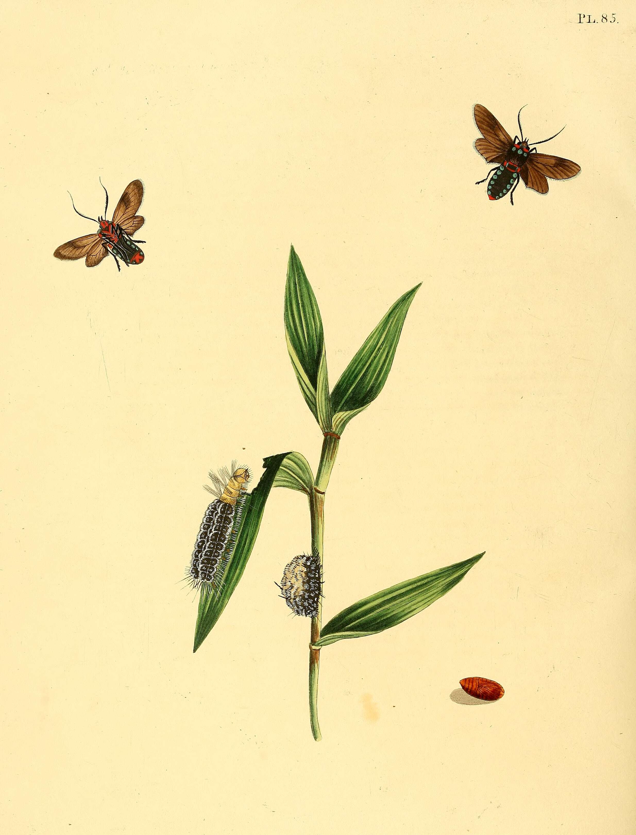 Image of Saurita cassandra Linnaeus 1758