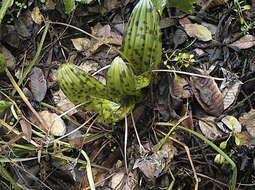 Sivun Scoliopus bigelovii Torr. kuva