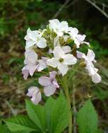 Image of Pinnate Coralroot