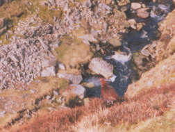 Image of Red Grouse