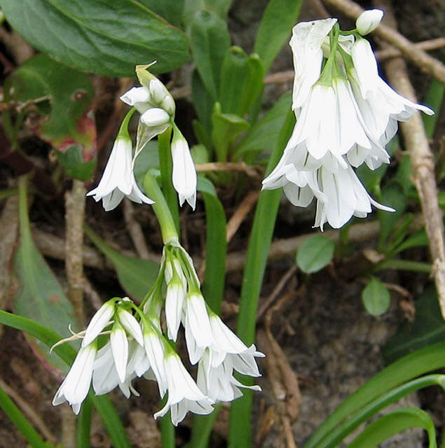 Image of Threecorner leek