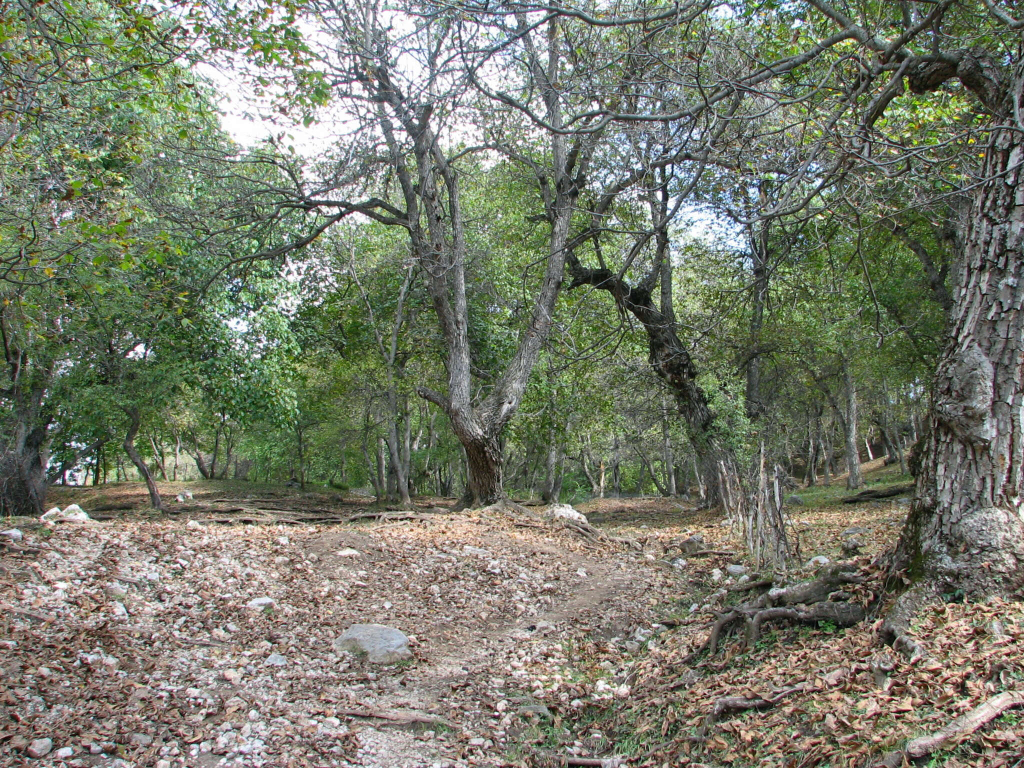 Image of Common walnut