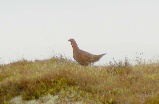 Image of Red Grouse