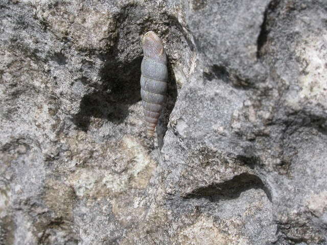 Image de Clausilia dubia Draparnaud 1805