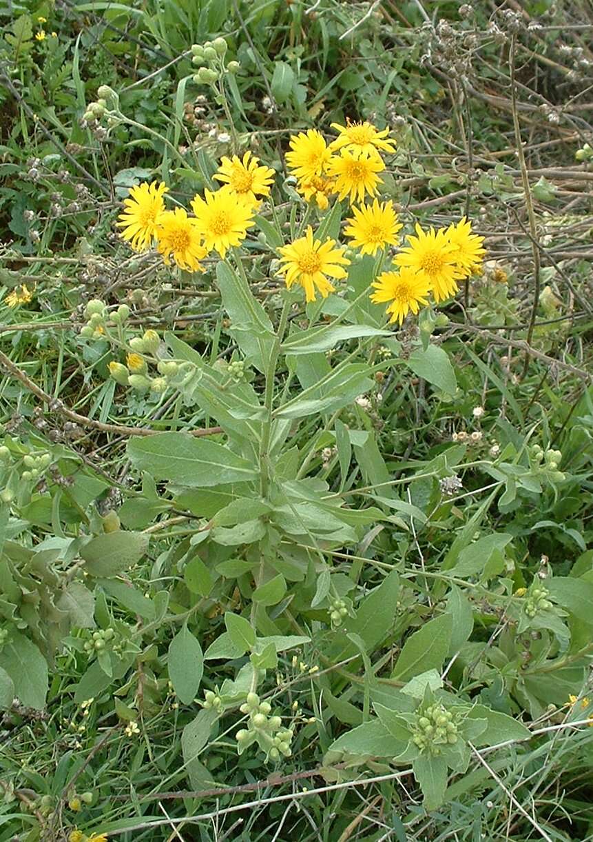 Слика од Heterotheca subaxillaris (Lam.) Britt. & Rusby