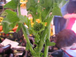 Image of sprouting broccoli