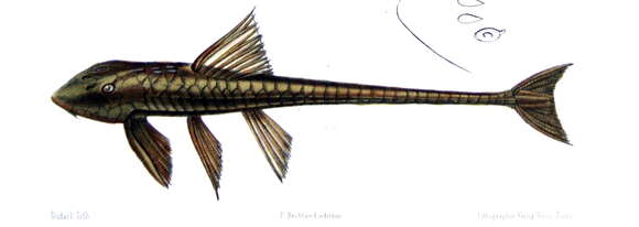 Image of Loricaria