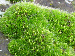 Image of pulvinate dry rock moss