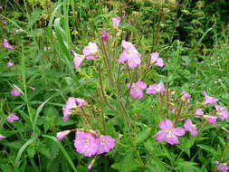 Epilobium montanum L. resmi