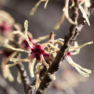 Image of Japanese Witch Hazel