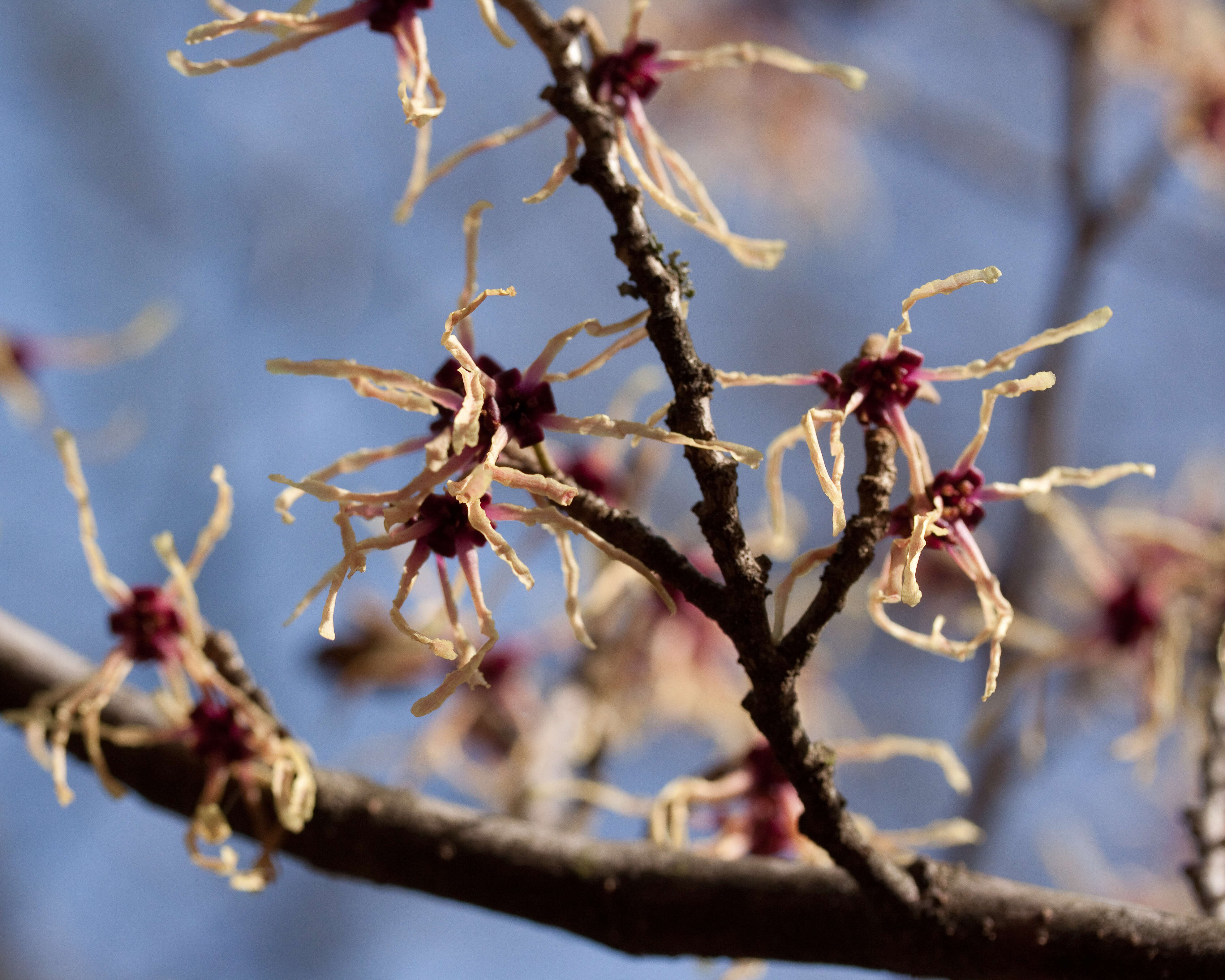 Image of Japanese Witch Hazel