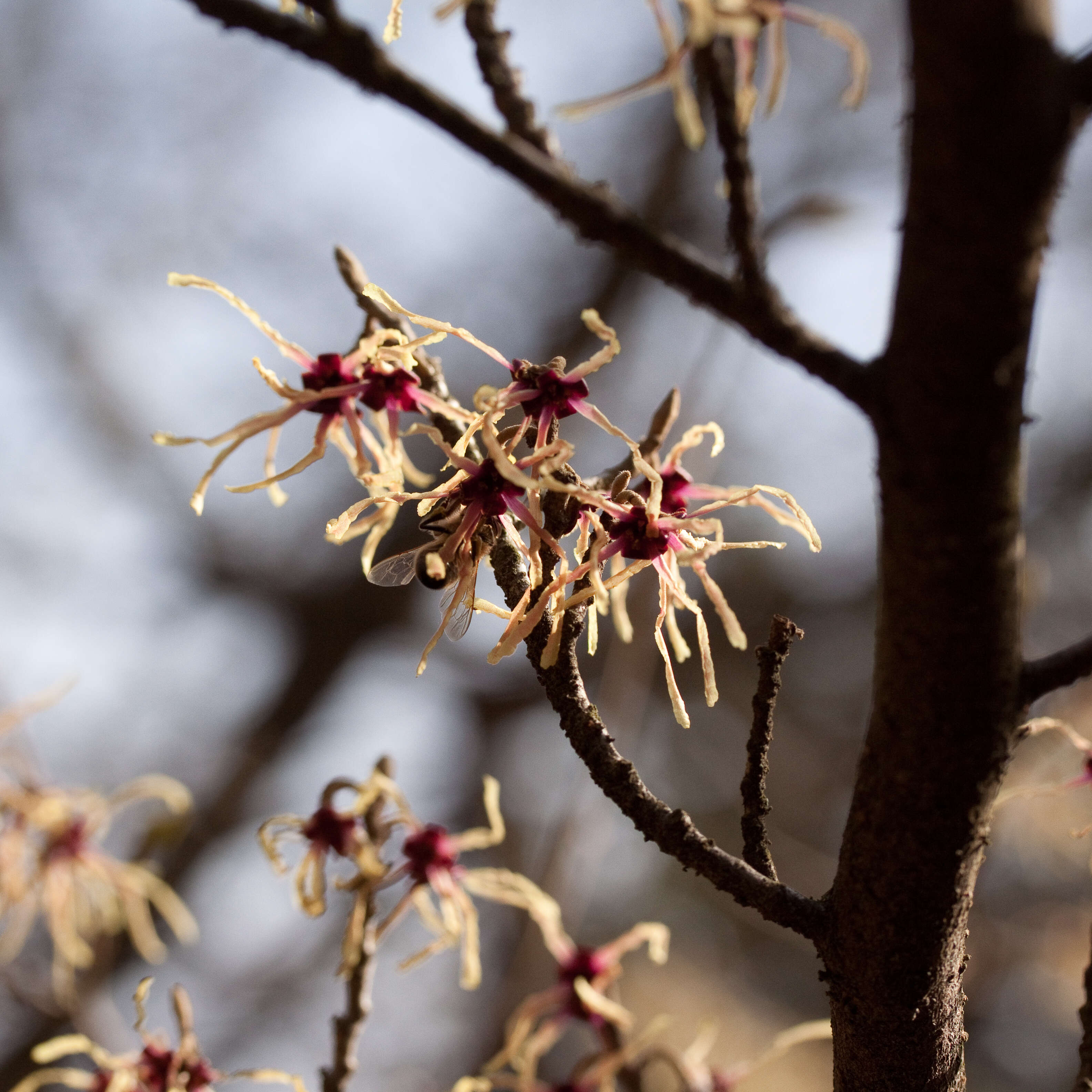 Image of Japanese Witch Hazel