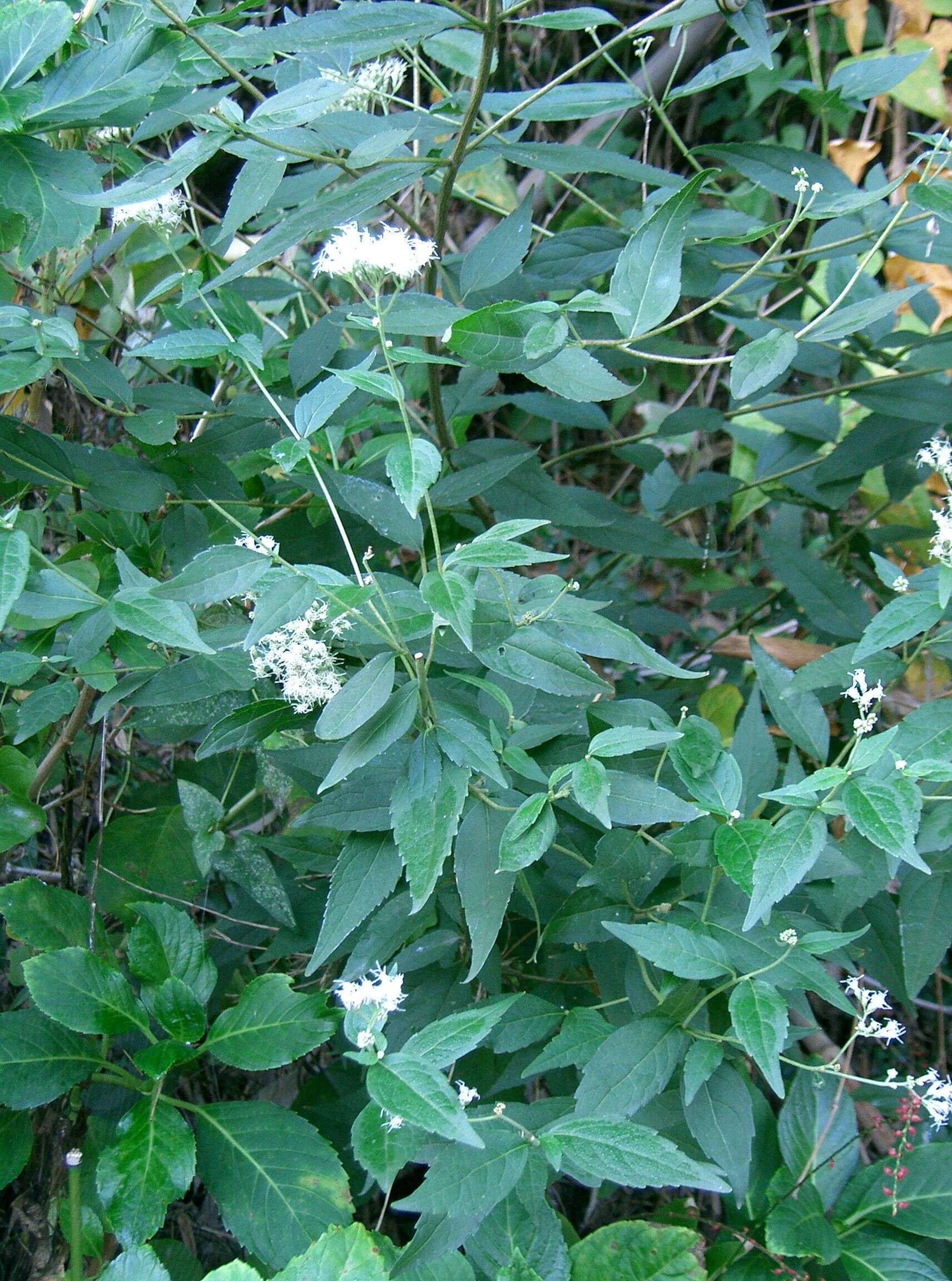 Слика од Eupatorium chinense L.