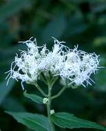 Plancia ëd Eupatorium chinense L.